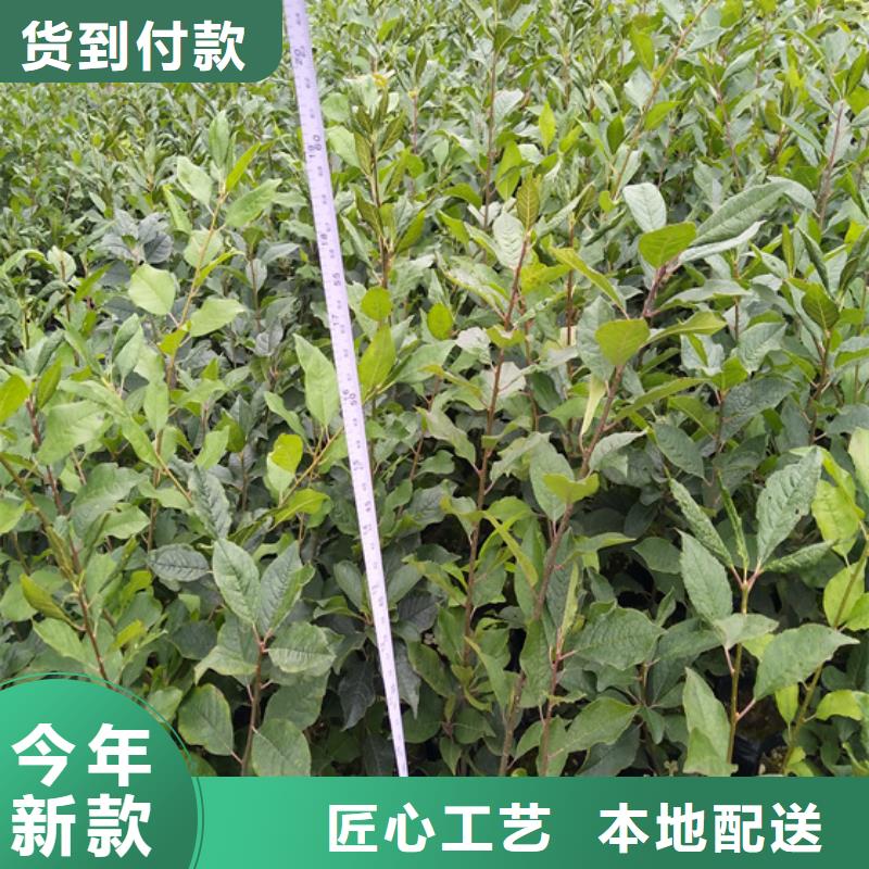 北美冬青蘋果苗專業生產N年