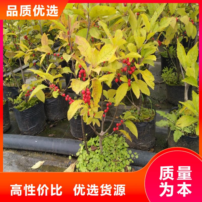 北美冬青蘋果苗專業(yè)生產(chǎn)N年