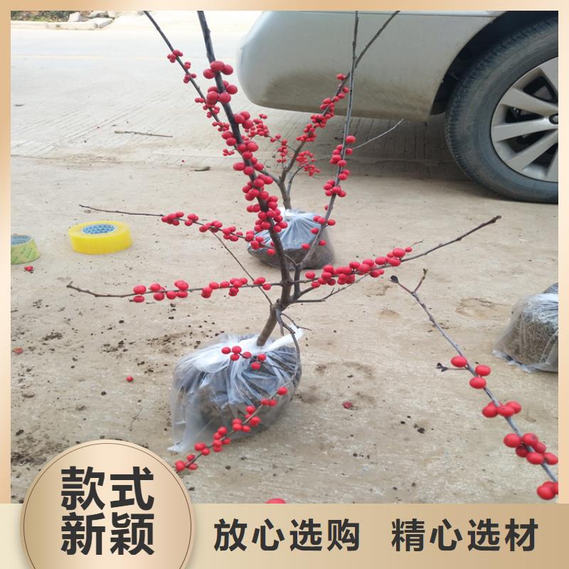 北美冬青_櫻桃苗嚴(yán)選材質(zhì)