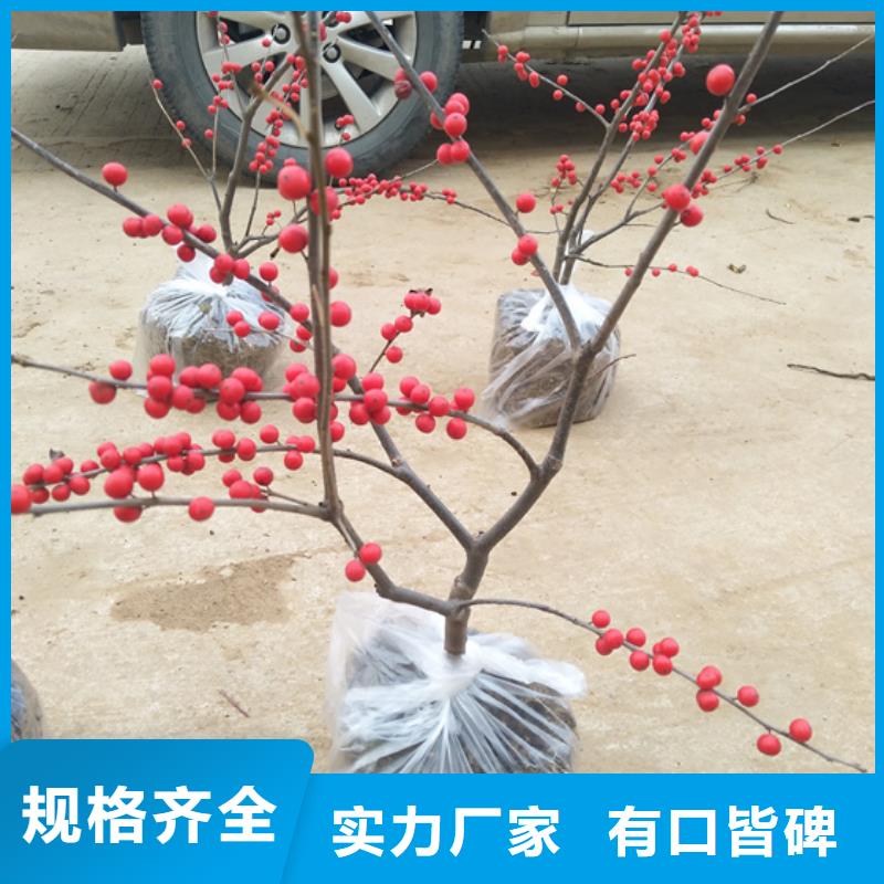 北美冬青蘋果苗專業(yè)生產(chǎn)N年