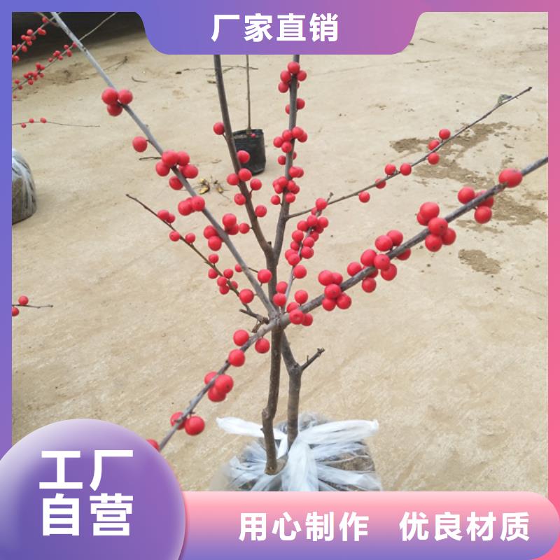 北美冬青櫻桃苗細節(jié)展示