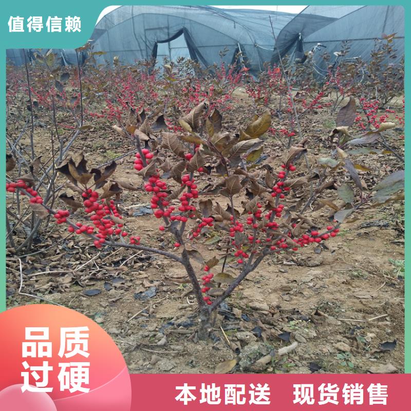 北美冬青價格地道