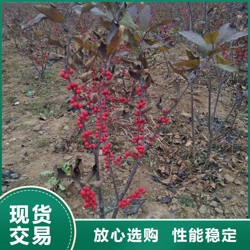 北美冬青梨樹苗多種優勢放心選擇