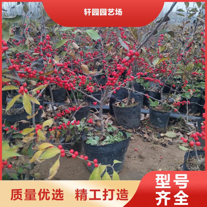 北美冬青石榴樹現貨采購