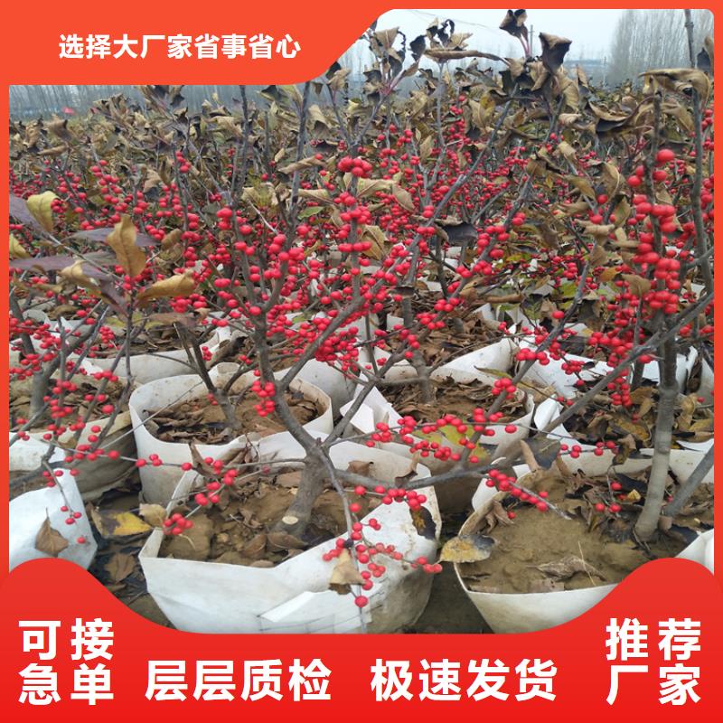 北美冬青櫻桃苗細節(jié)展示
