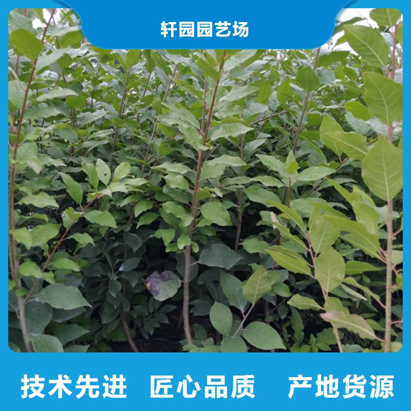 北美冬青_桃樹苗質量優價格低