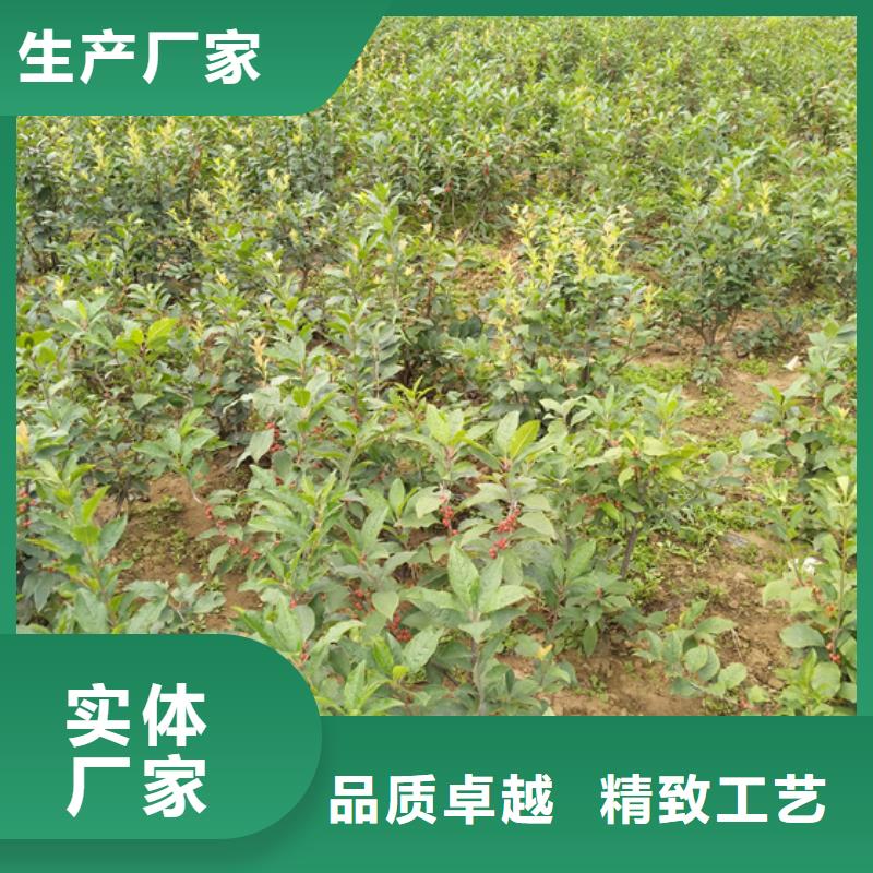 北美冬青梨樹苗多種優勢放心選擇