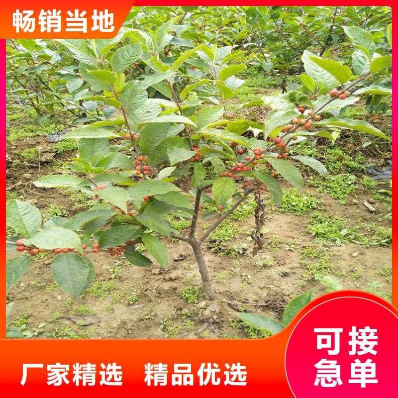 北美冬青櫻桃苗細節展示