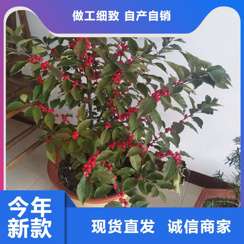 北美冬青石榴樹有實(shí)力有經(jīng)驗(yàn)