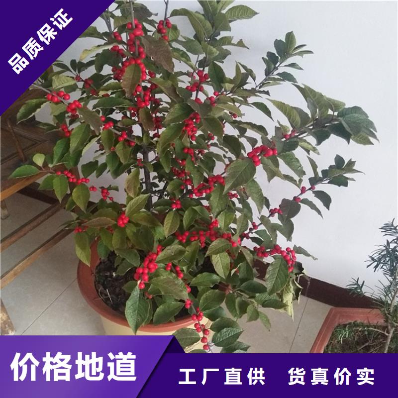 北美冬青櫻桃苗暢銷本地