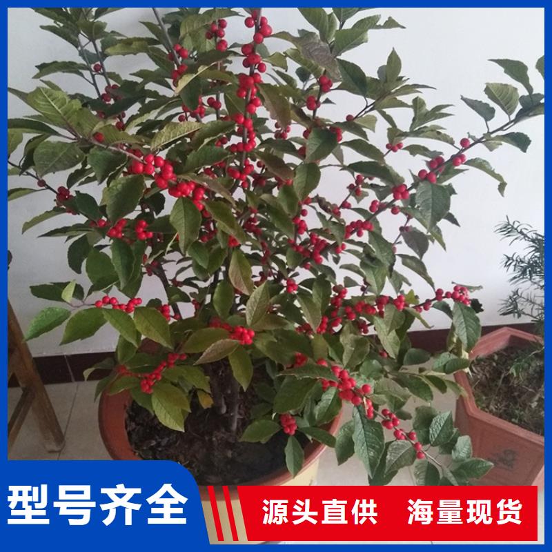 北美冬青蘋果苗專業生產N年
