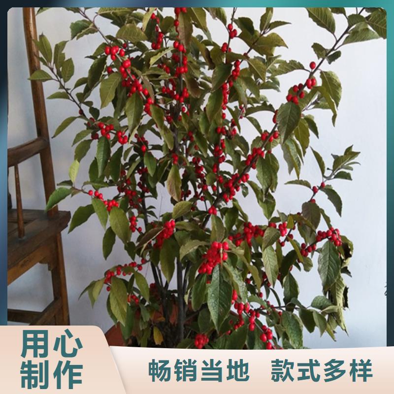 北美冬青蘋(píng)果苗規(guī)格齊全實(shí)力廠家