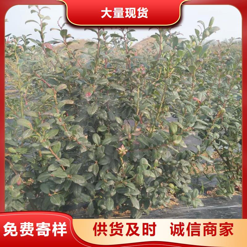 藍莓苗板栗苗自有廠家