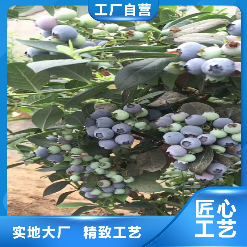 蓝莓苗石榴树精致工艺