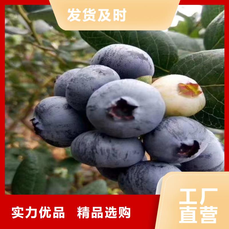 藍莓苗櫻桃苗選擇我們選擇放心
