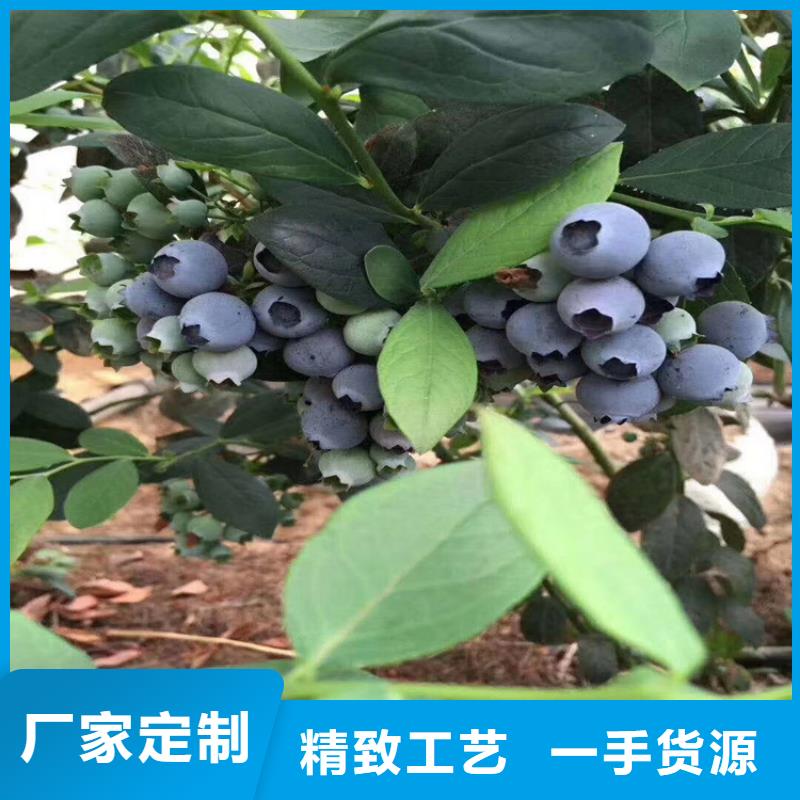 藍莓苗,瑪瑙紅石榴苗源頭實體廠商