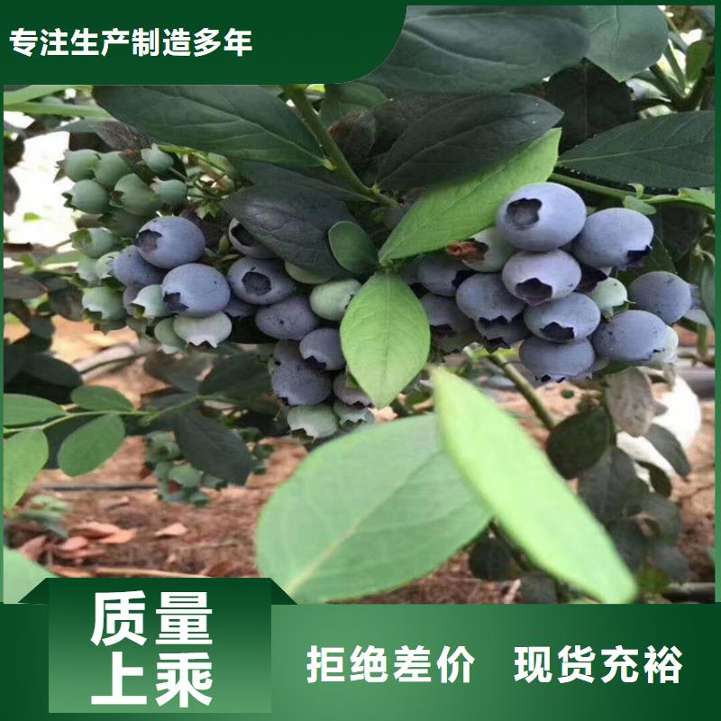 藍莓苗【櫻桃苗】滿足您多種采購需求