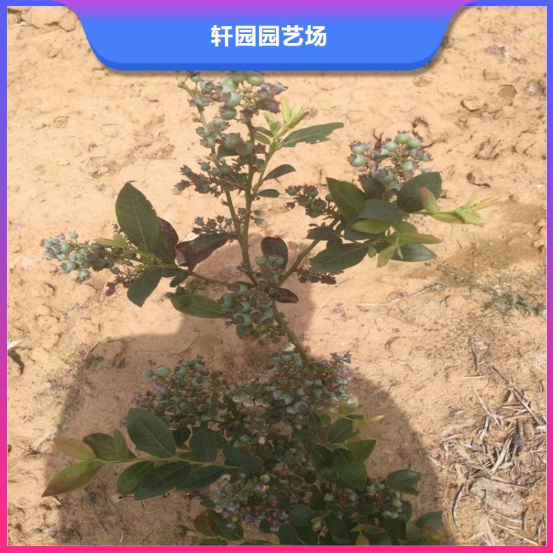 藍莓苗_桃樹苗一手價格