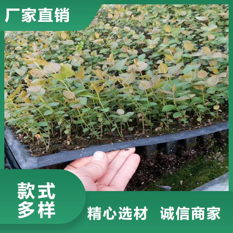 藍莓苗_桃樹苗一手價格