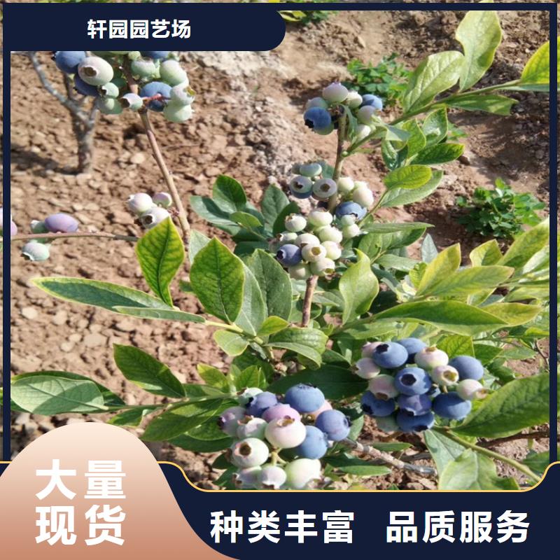 藍(lán)莓苗,桃樹苗用心經(jīng)營
