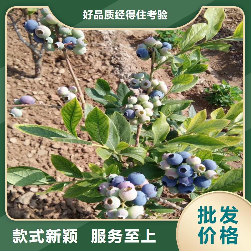 【蓝莓苗苹果苗讲信誉保质量】