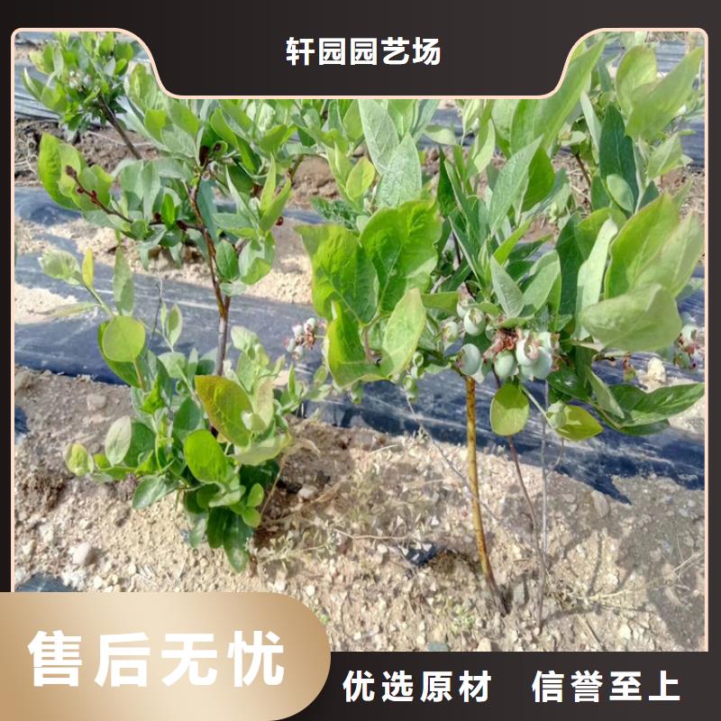 藍(lán)莓苗櫻桃苗品質(zhì)有保障