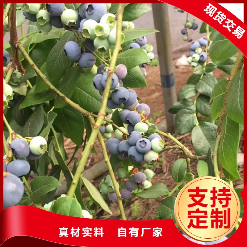 藍莓苗石榴樹現貨充足