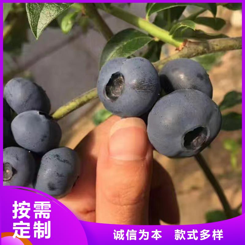 蓝莓苗【苹果苗】源头把关放心选购