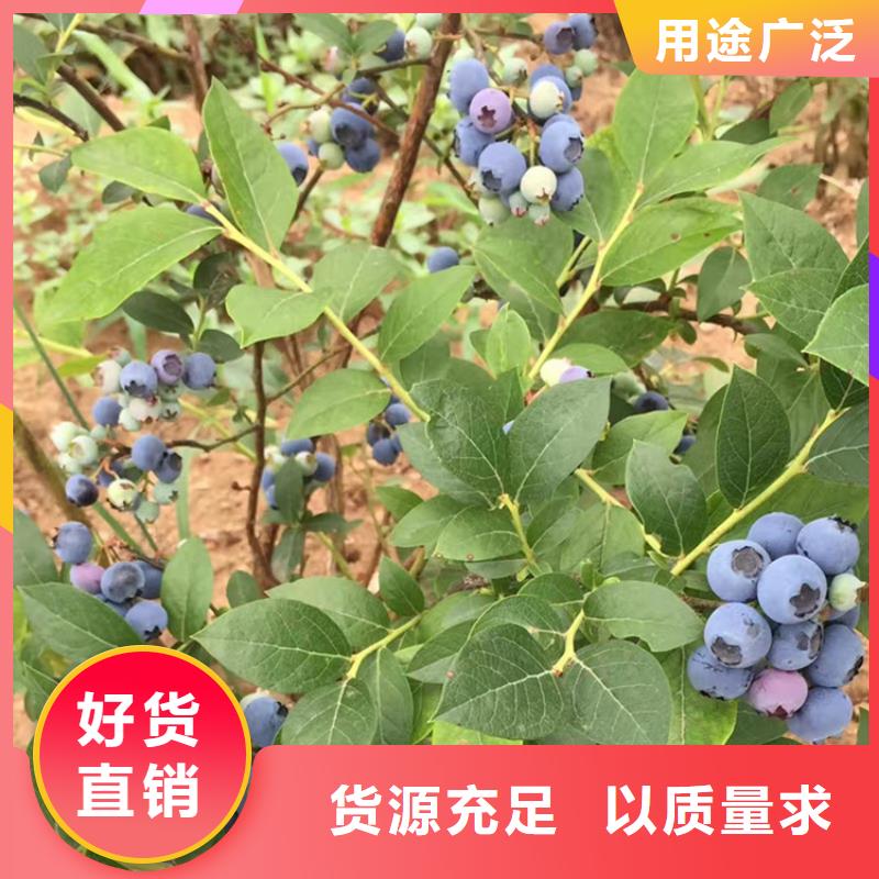 藍莓苗,櫻桃苗生產廠家