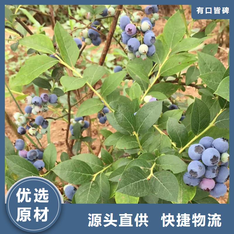 藍莓苗櫻桃苗選擇我們選擇放心