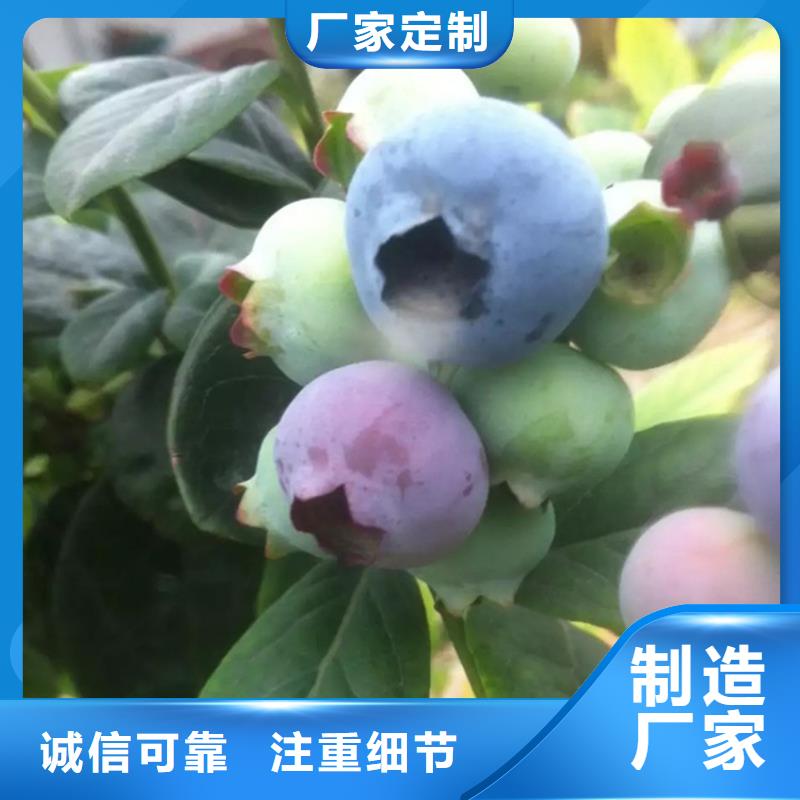 藍莓苗,西瓜番石榴苗工廠采購