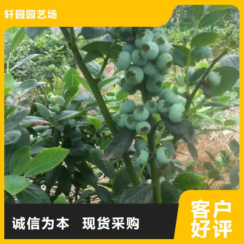 藍莓苗石榴樹現貨充足