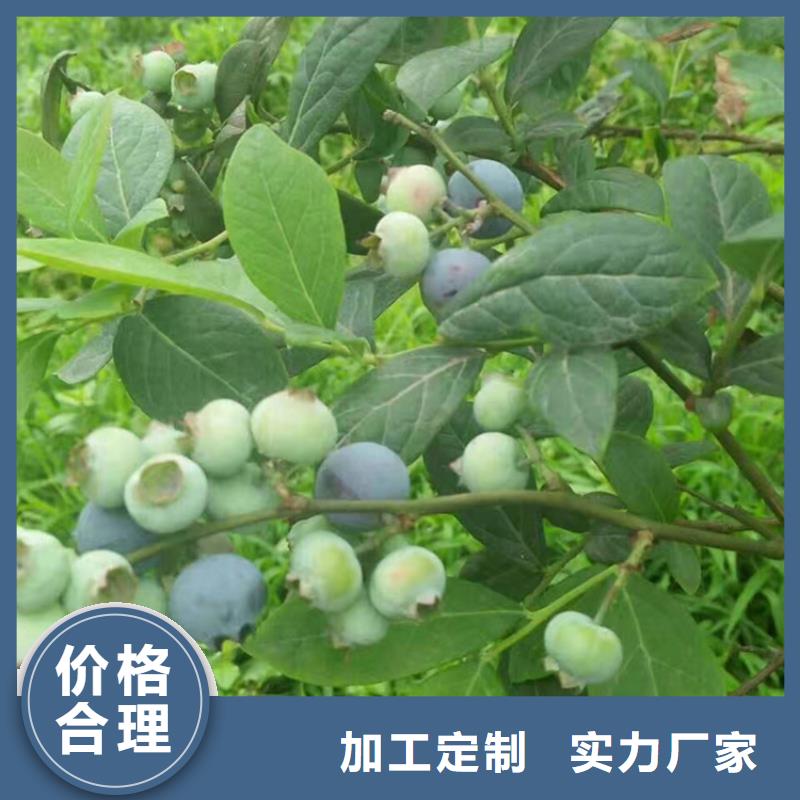 藍莓苗梨樹苗保障