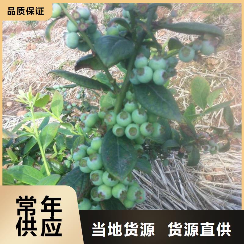 藍莓苗,西瓜番石榴苗工廠采購