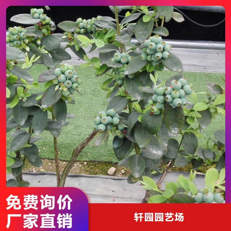 藍莓苗梨樹苗保障