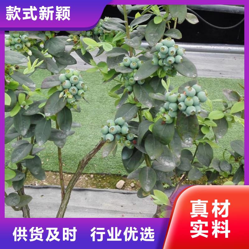 藍莓苗【西瓜苗】廠家直發(fā)