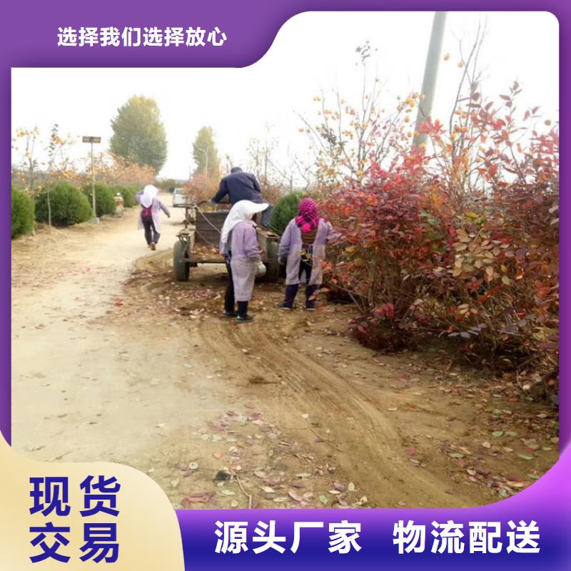 藍莓苗石榴樹現貨充足