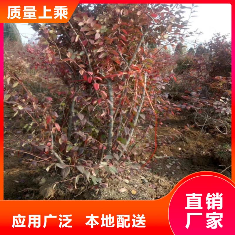 藍莓苗梨樹苗保障