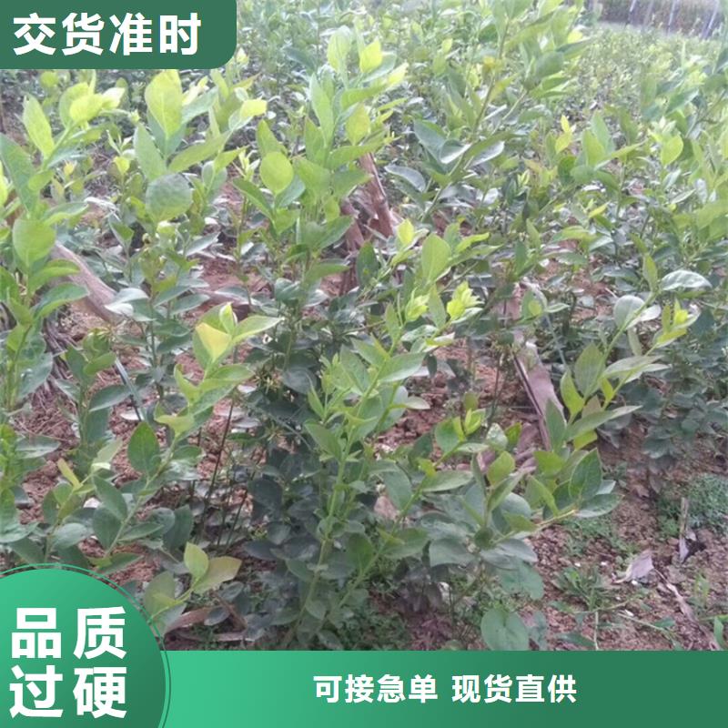 藍(lán)莓苗櫻桃苗品質(zhì)有保障