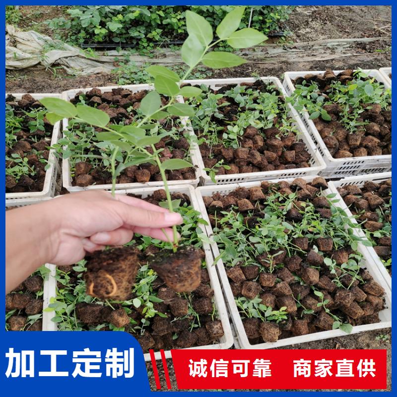 蓝莓苗【苹果苗】源头把关放心选购