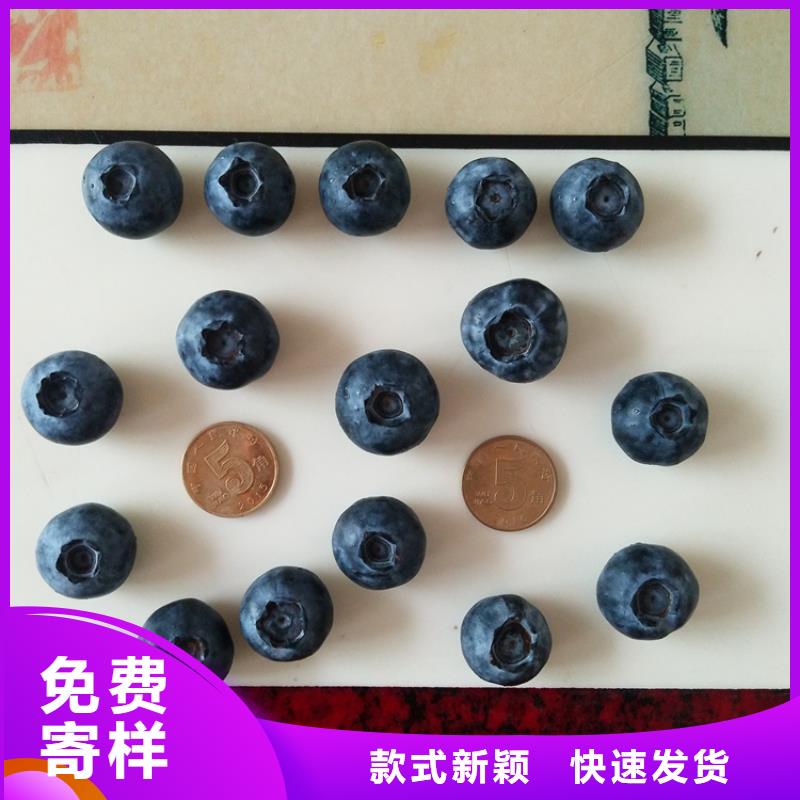 藍(lán)莓苗櫻桃苗品質(zhì)有保障