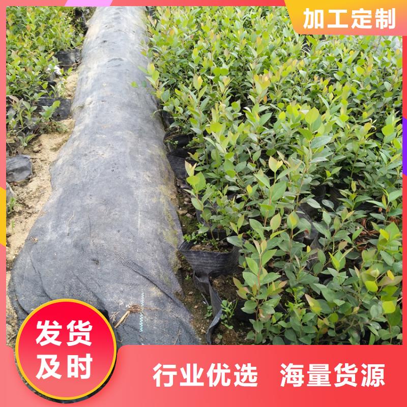 藍(lán)莓苗精挑細(xì)選好貨