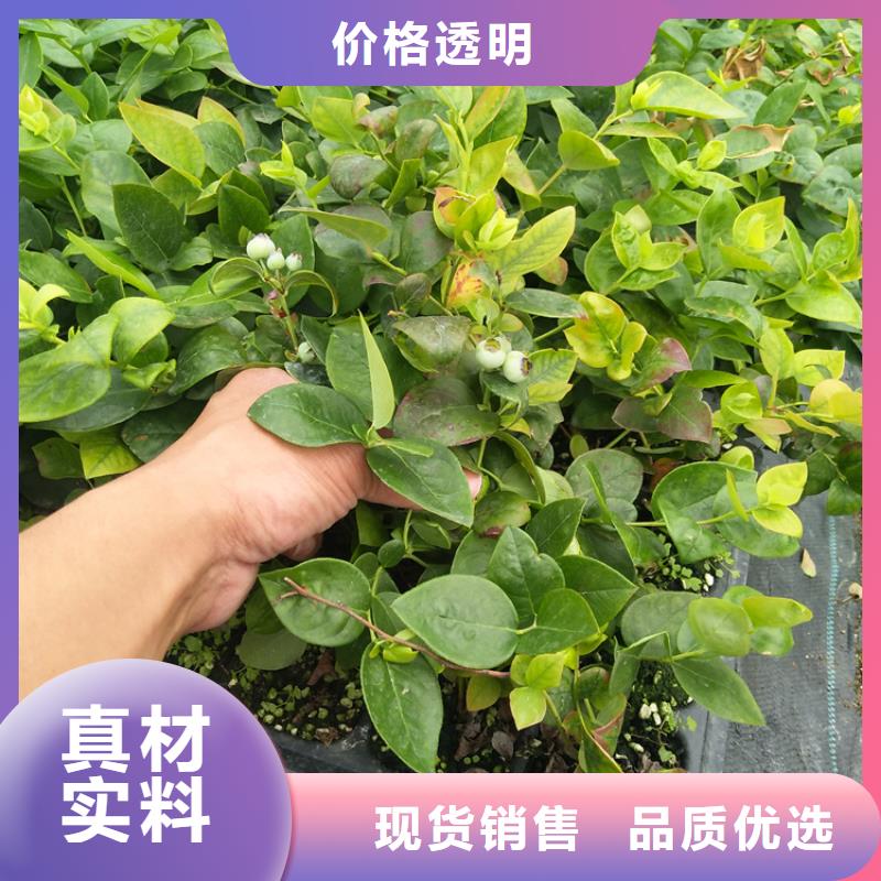 藍莓苗,櫻桃苗生產廠家
