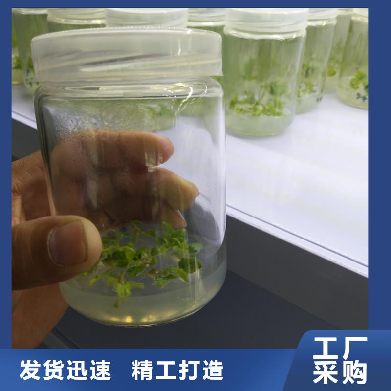 藍莓苗草莓苗質量優價格低