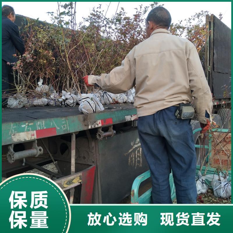 藍莓苗,瑪瑙紅石榴苗源頭實體廠商