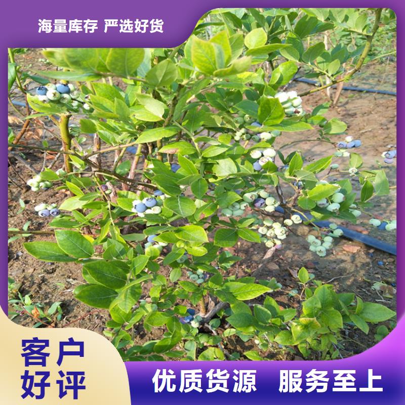 藍莓苗,瑪瑙紅石榴苗源頭實體廠商