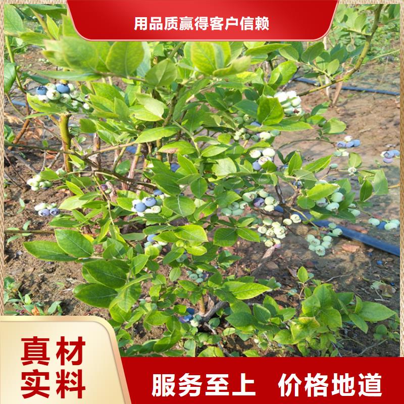 藍莓苗,櫻桃苗生產廠家