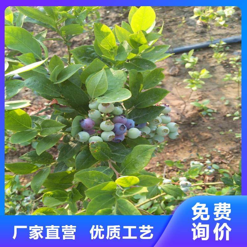 藍(lán)莓苗精挑細(xì)選好貨