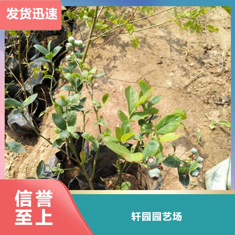 藍莓苗,瑪瑙紅石榴苗源頭實體廠商