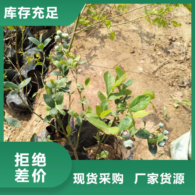 藍莓苗石榴樹現貨充足